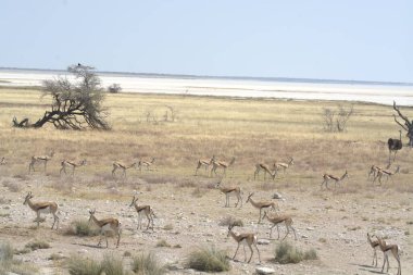 Savanadaki bir grup vahşi zebra