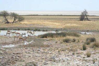 Doğadaki beyaz geyik