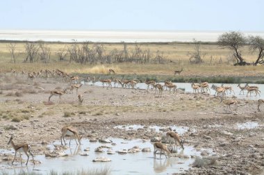 Etoşa Ulusal Parkı 'nda bir grup vahşi hayvan.