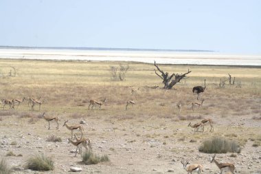 Savanada zebra sürüsü