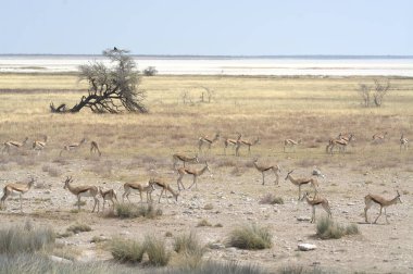 Savanadaki bir grup hayvan.