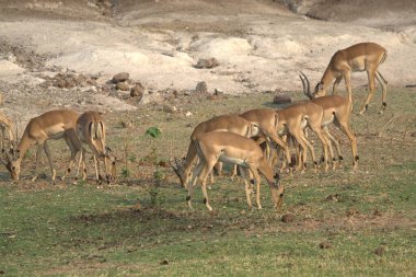Hayvanat bahçesindeki geyik