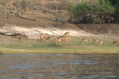 Afrika 'daki Kruger Ulusal Parkı' nda Afrika aslanları.