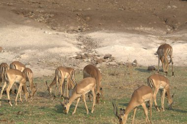 Ormanda bir grup vahşi geyik