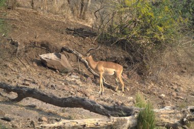 Hayvanat bahçesindeki geyik