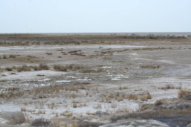 Doğa sahnesinin resimsel görüntüsü