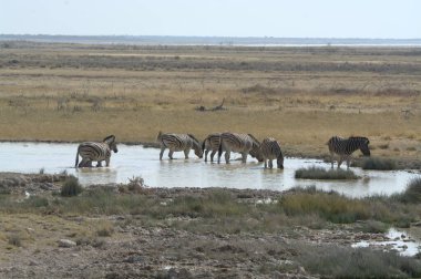 Parktaki güzel bir nehir manzarası.