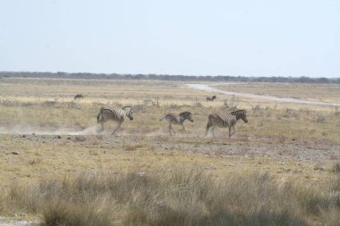 Zebralar Savannah grubu