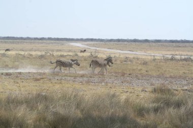 Savanada zebra sürüsü