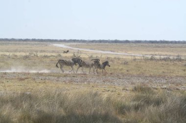 Etoşa 'da vahşi zebra, namibya