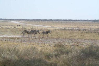 Kenya bozkırında bir grup hayvan.