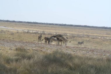Kenya bozkırında vahşi bir hayvan sürüsü.