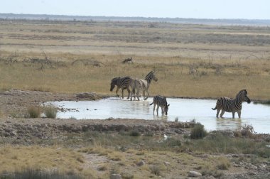 zebra in the etosha national park in namibia