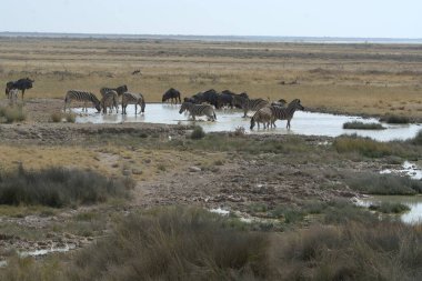 Vahşi at sürüsü savanada yürüyor.