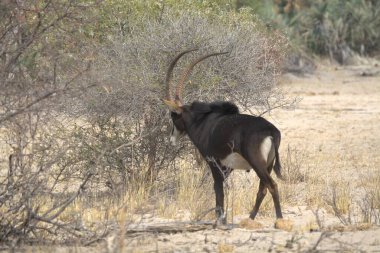Namibya bozkırında bir erkek ceylan.