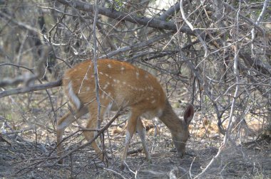 Ormandaki kırmızı geyik