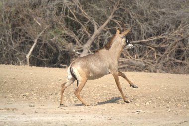Ormandaki sevimli geyiğin yakın plan fotoğrafı.