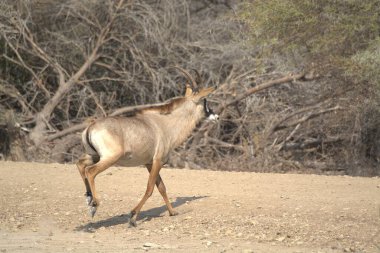 Ormanda bir geyiğin yakın çekimi.