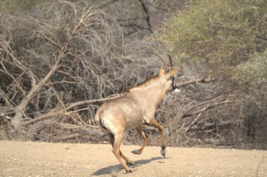 Ormandaki vahşi geyik