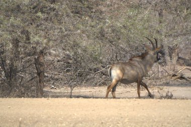 a deer grazing in the forest.