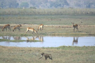 Vahşi hayvanlar, doğa hayvanları.