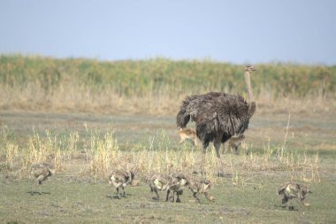 Devekuşu ve onun kuş sürüsü tarlada