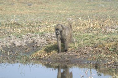 Hayvanat bahçesindeki maymun