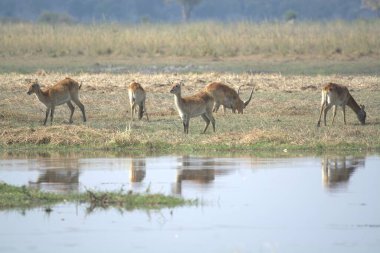 Vahşi doğada geyik