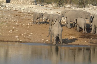 Su birikintisinde su içen fil