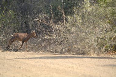 Ormandaki güzel bir geyik resmi.