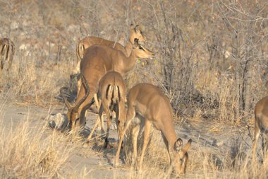 Kenya bozkırında geyik