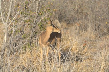 Ormandaki vahşi geyik