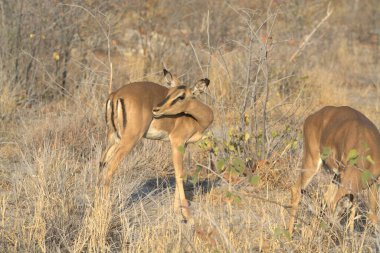 Güney Afrika 'daki Kruger Park' ta bir çift impala.