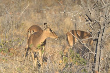 erkek Impala, kruger national park, Güney Afrika
