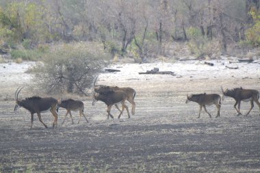 Savanadaki bir grup hayvan.