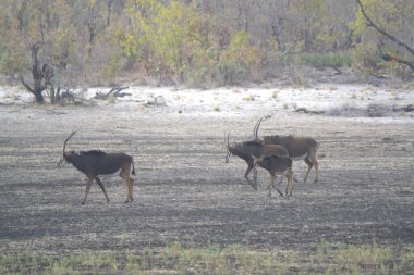 the wild deer in the african savannah
