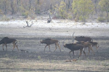 Ormandaki vahşi hayvanlar