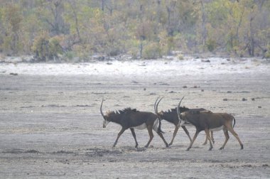 Afrika bozkırlarında vahşi antiloplar
