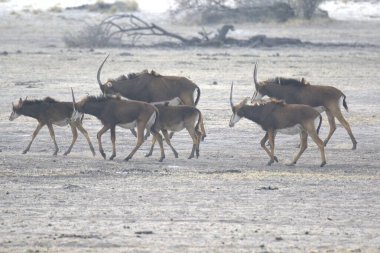savana vahşi hayvanlar