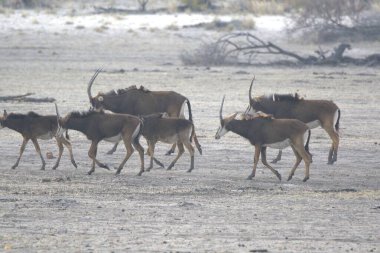 Geyikler sabah bozkırda