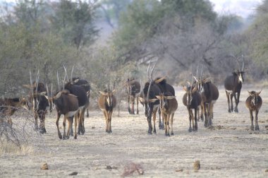 Afrika 'daki bozkırda otlayan antilop sürüsü.