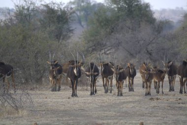 Afrika savanındaki vahşi hayvanlar.
