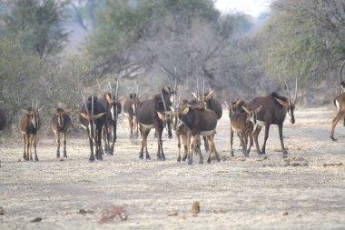 Çölde bir grup geyiğin yakın çekimi.