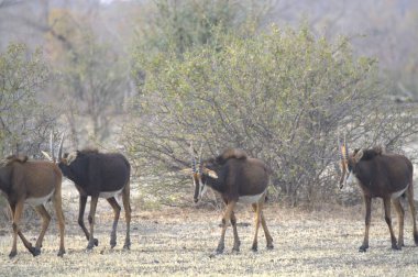 Parktaki bir grup vahşi geyik.