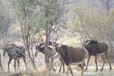 Ormanda bir grup keçi