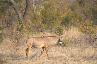 Sabahları ormanda vahşi bir geyik