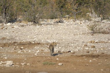 İspanya 'daki parkta şirin bir sincabın dikey görüntüsü.