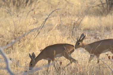 Ormanda bir çift vahşi geyik.