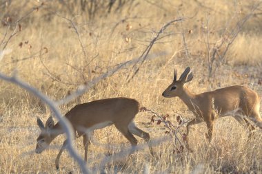 Ormanda bir grup vahşi geyik