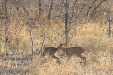Ormanda bir çift geyik